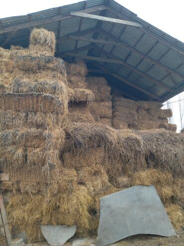 hinduska yumurtasi nece gune cixir: Məhsul: preslənmiş saman balyaları yonca presi 500 eded 2ci3cu çalım — 5