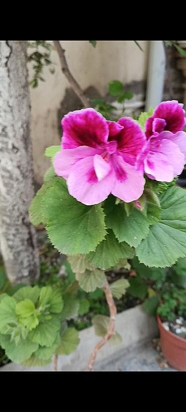 Pelargonium (qızılqabaq/geranium) saksı gülləri 4 AZN, geranlar 3 azn — 5