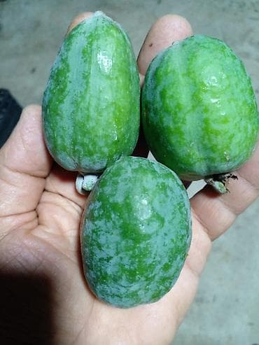 zeytun tingləri: Feijoa (Acca sellowiana) tingləri – məhsuldar sortlardan Salam olsun — 3