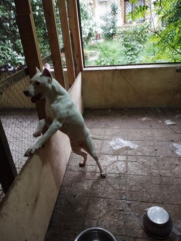 pit bull: Питбуль, 1 год, Самка, С прививками, Самовывоз — 4