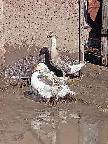 Самка, Для разведения at lalafo.az Самка, Для разведения