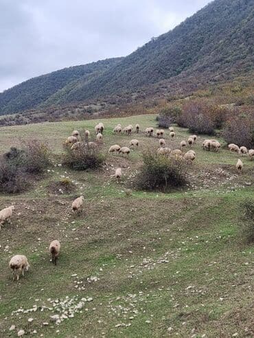 cins ineklerin satisi 2019: Salam hər vaxtiniz xeyir . 50 baş super damazliq 1 ci 2 ci qarina — 4