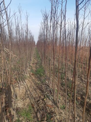zeytun satışı: Alça qələmi "saglam tinglər saglam bagçiliqin təminatidir"🌱 yeni əkin — 7