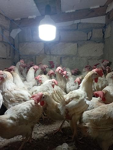 it davasi 2019: Toyuq, Yumurtalıq — 3