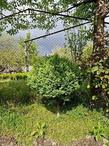 rozmarin bitkisi: Buxus (şimşir) dekorativ kolları – formal heykəllər və canlı hasarlar — 2