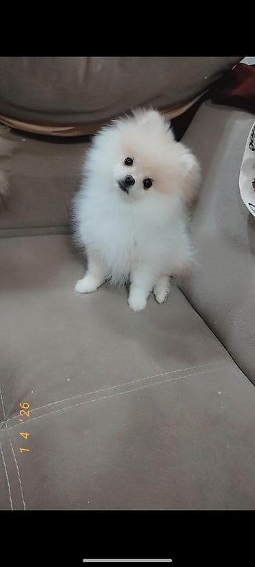 itlerin satisi sayti: Şpitz, 5 ay, Dişi, Peyvəndli — 2