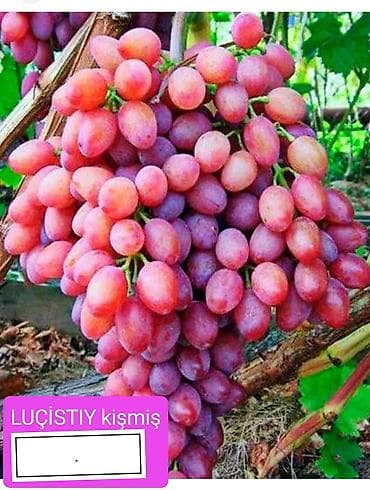 kala bitkisi: Üzüm tingləri satılır 070 2223552 zəng və vatsap. Tinglər dipçəkli və — 4