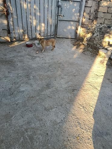 ıtler: 1 ay, Dişi, Peyvəndli, Ünvandan götürmə, Ödənişli çatdırılma — 2