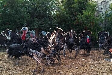 xarkov sortu toyuq: Erkək, Ətlik, Ünvandan götürmə — 2