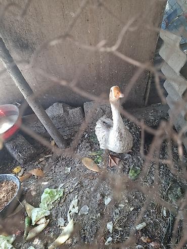 qaz balari: Məhsul: Qazlar (cüt) Təsvir: - Şəkillərdə görünən iki baş qaz — 7