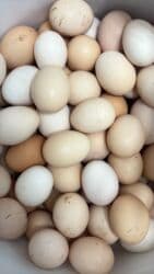 Kend yumurtası 0,40 qepik