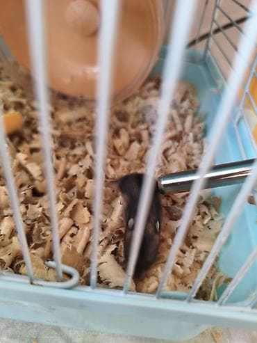 lalafo it satışı: Salam hamster satılır Erkey dişi altında 7 dene balası var qəfes — 1
