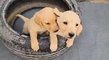 labrador satisi: Labrador-retriver, 2 ay, Peyvəndli, Ünvandan götürmə — 4