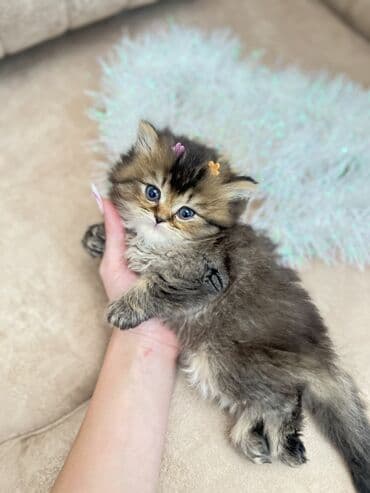 azəri pişik adları: Britan, Erkək, Ünvandan götürmə, Ödənişli çatdırılma, Rayonlara çatdırılma — 2