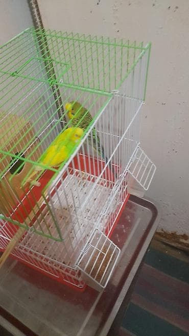 050 548 06 66 rasim bəy