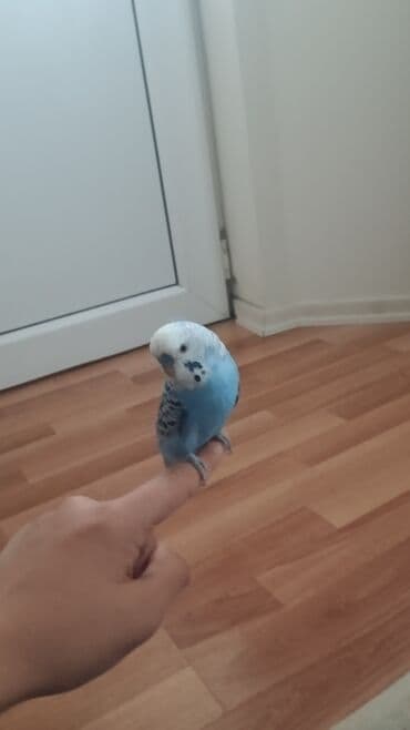 pişik adları erkek: Məhsul: Dalğalı tutuquşu (budağı/əlin üstündə durmağa öyrəşmiş) — 5