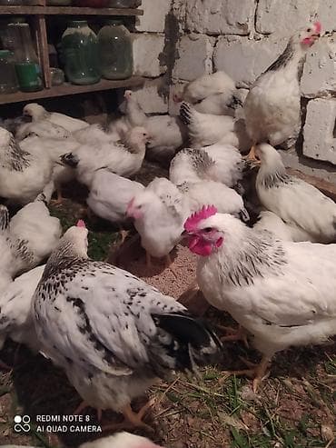 heyrati feresi: Serebrist fereler 6.50 xoruzlar 7 manatdan ünvan Hökməli 40 denedi tam — 4