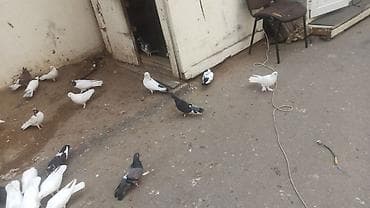 ucuz goyərcin: Ev göyərçinləri – müxtəlif rəng və naxışlarda - Növ: evdə bəslənən — 4