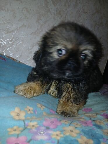 щенок в добрые руки: Пекинес — 2