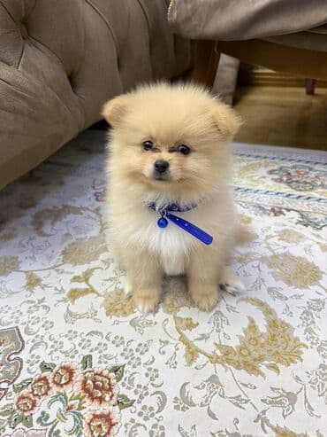 coban iti: Şpitz — 1