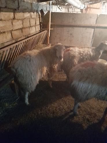 Məhsul: Qoyun sürüsü Təsvir: - Şəkillərdə gördüyünüz yerli — 3