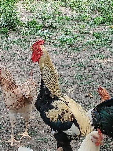 bramo xoruz: Xoruz, il: 2, Ödənişli çatdırılma — 7