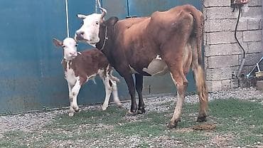 jersey inək: İkinci qarına doğub yanında süni mayalanmadan olan erkək balası ilə — 2