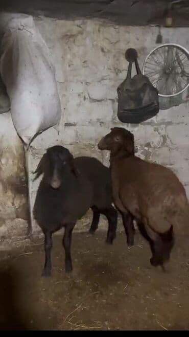 İtlər: İki baş qoyun satılır. - Növ: yerli qoyun (qara və qəhvəyi rəngdə) - — 2