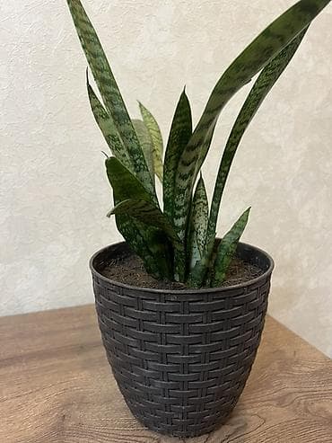 dekor guller: Sansevieria – otaq bitkisi - Növ: Sansevieria trifasciata zolaqlı — 4