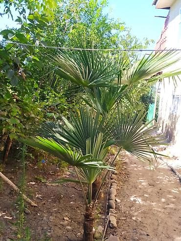 soxulcan gübrəsi: Trachycarpus fortunei (və ya “Külək xəmirəsi/Çin fan xurma”) – bağ — 1