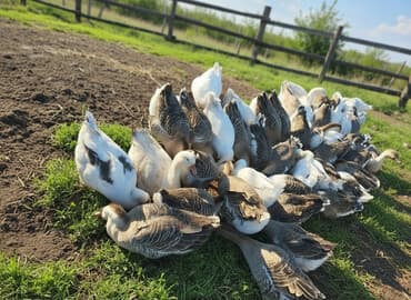 Məhsul: Qaz sürüsü Təsvir: - Şəkildə müxtəlif rəng çalarlarında (ağ lalafo.az -da Məhsul: Qaz sürüsü Təsvir: - Şəkildə müxtəlif rəng çalarlarında (ağ