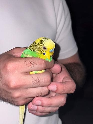 tutuquşu satışı: 3 ədəd tutuquşu (muhabbet quşu) 2 dişi1 erkek . Qəfəs qarışıq yuvası — 1
