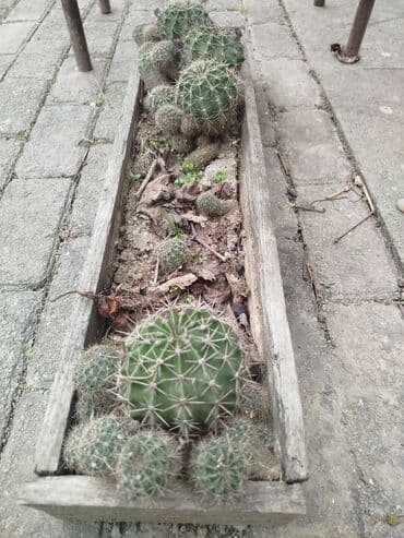 tülpanın qiyməti: Salam aleykum. kaktus 🌵 gülləri var kimə lazımdırsa əlaqə saxlasın — 1