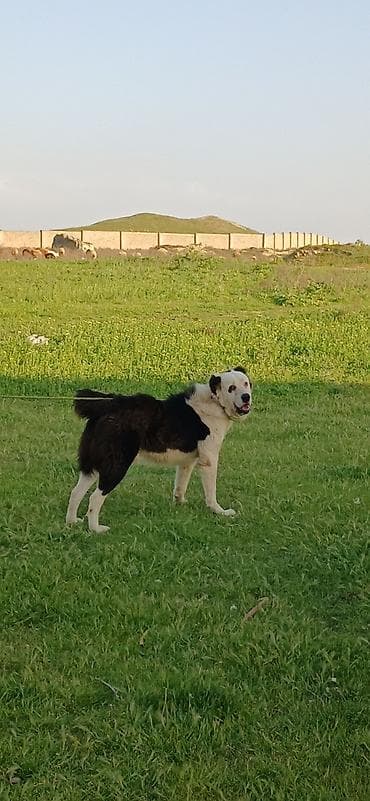 Alabay, 2 il, Erkek, Peyvəndli, Pulsuz çatdırılma