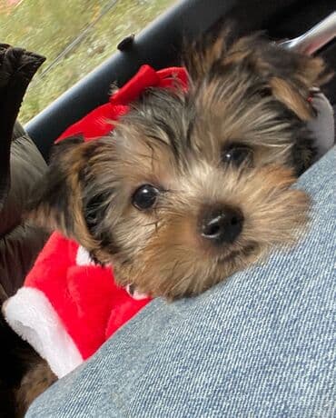 xaski itler: Yorkşir teryer, 2 ay, Dişi, Ödənişli çatdırılma — 3