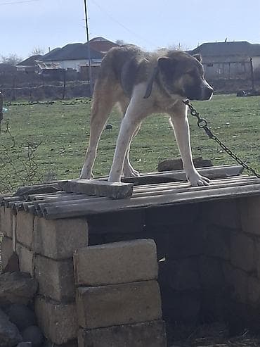 xaski balalari satilir: 1yaş 2 aylıqdı — 1