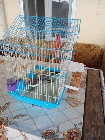 Növlər: Nimfa tutuquşuları (iki ədəd) Rəng: Boz tonlarında, yanaqlarda