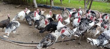 qoyun quzu nece yazilir: Məhsul: Hind quşları (hindi sürüsü)

Təsvir:
- adres beyleqan satilir — 4