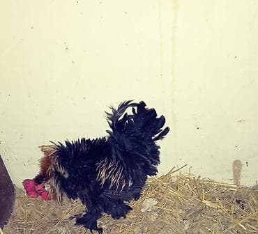 hava kompresoru satilir: Xoruz, il: 1, Ödənişli çatdırılma — 2
