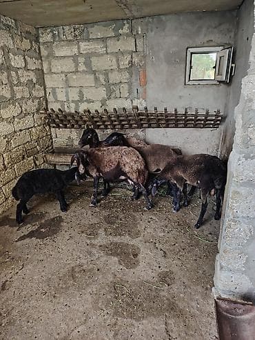 balalı qoyun: Dişi, Qala, il: 1, 55 kq, Damazlıq, Ünvandan götürmə — 10