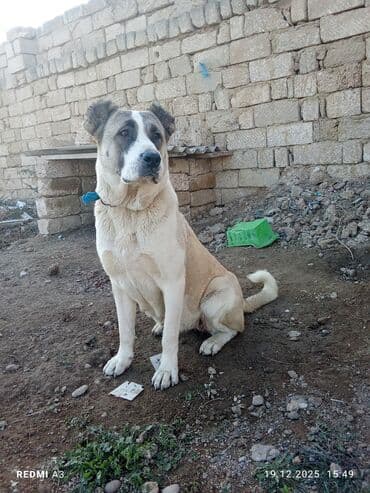 собаки шпиц цена: İt – iri cüssəli, güclü və ayıq-sayıq mühafizə tipli. Xüsusiyyətlər — 5