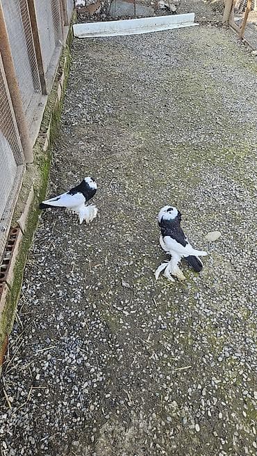 qafqaz çoban iti: Pomerian dutular hazır cütdü hal hazirda yumurta üsdündə oturullar hər — 7