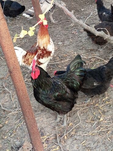 Məhsul: Astroloq xoruzlar Təsvir: - Təmiz cins astroloq xoruzlar. - — 1