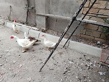 quslar haqqinda melumat: Salam öz qapımın heyvanlarıdı maşallah sağlam heyvanlardı 2 dişi bir — 4