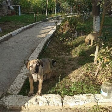 ingilis setter it cinsinin digər adı: Sevimli bala itlər – kənd həyəti üçün ideal. Orta-böyük ölçüyə doğru — 1