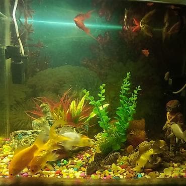 akvarium filter: Dördbucaq akvarium, Balıqlarla birlikdə, 130 l, Ünvandan götürmə — 1