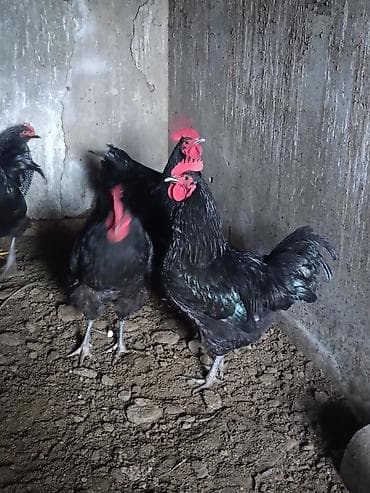 Xoruz, il: 1, Ünvandan götürmə lalafo.az -da Xoruz, il: 1, Ünvandan götürmə