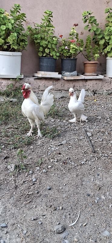 ucuz pisik yemekleri: Yaponka cütü 50 azn.kəkilli ayağı lələkli — 1