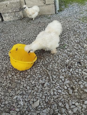 kənd toyuq: Toyuq, Damazlıq, Ünvandan götürmə — 7