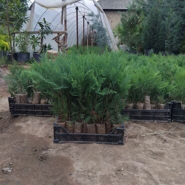 bitki satışı: Leylandra tingi - Növ: Thuja/ardıc tipli dekorativ iynəyarpaq — 2